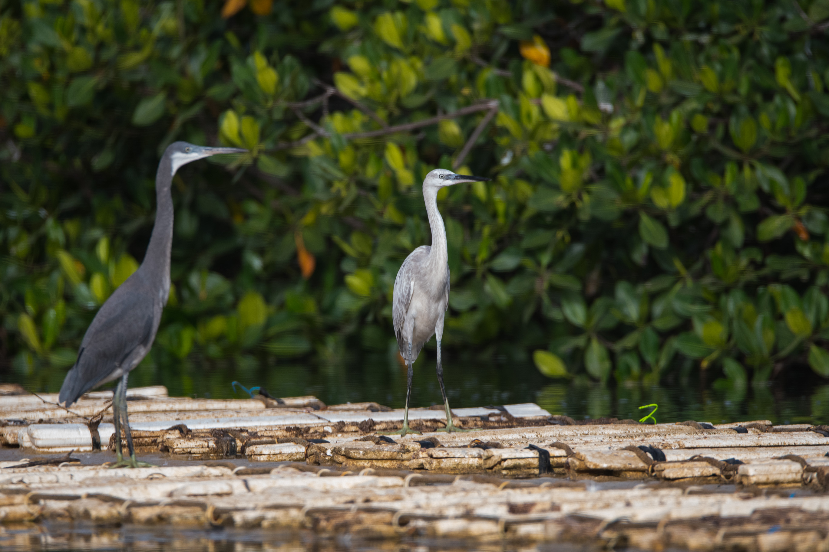 Aigrettes des récifs (Western Reef Heron, Egretta Gularis), adulte et probable juvénile d'un gris inhabituellement clair, Réserve Naturelle d’intérêt Communautaire de La Somone, Région de Thiès, Sénégal. 